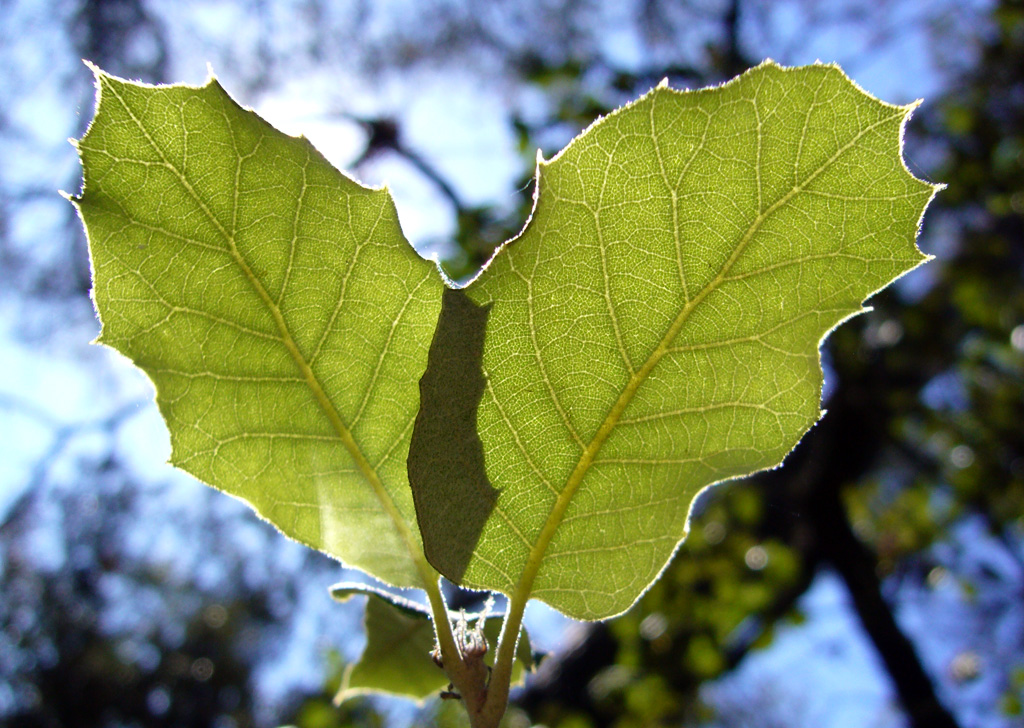 La vegetació de Can Solei i Ca l'Arnús