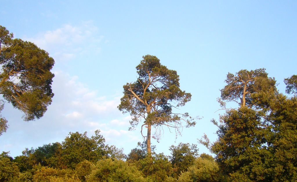 Itinerari dels grans arbres