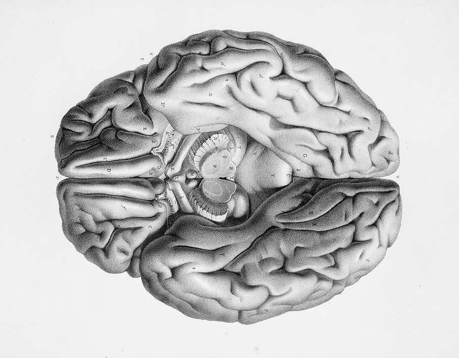 Cervell, cognició i proteïnes