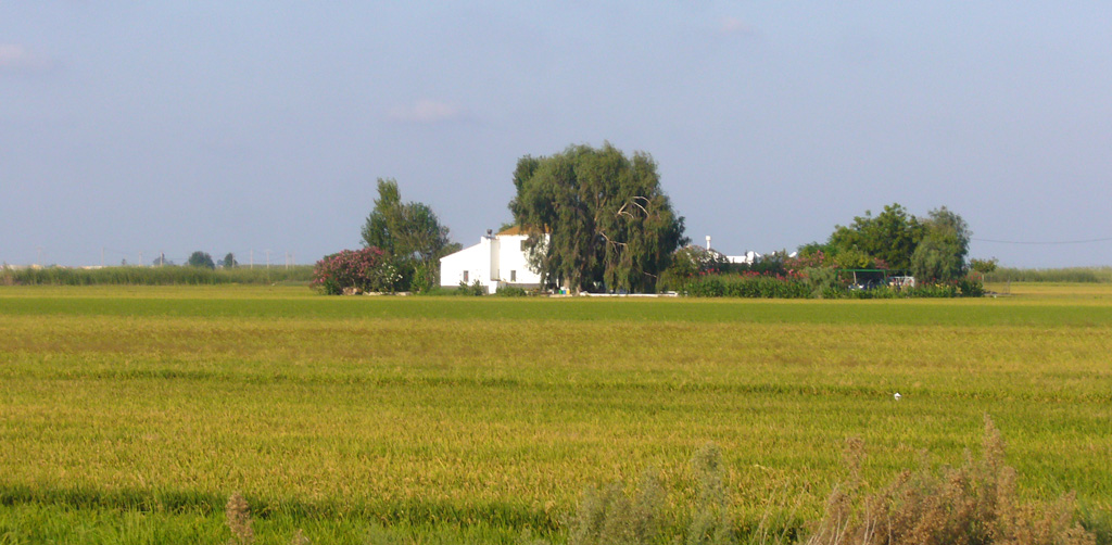 El cargol poma al delta de l’Ebre