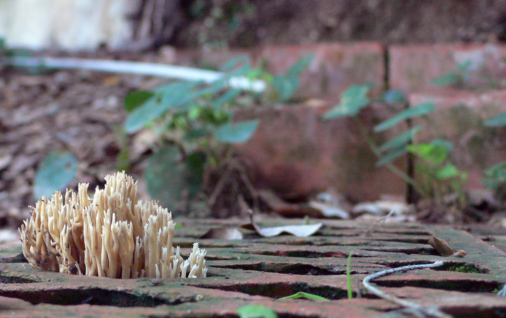 XXX Exposició de Bolets a Farmàcia