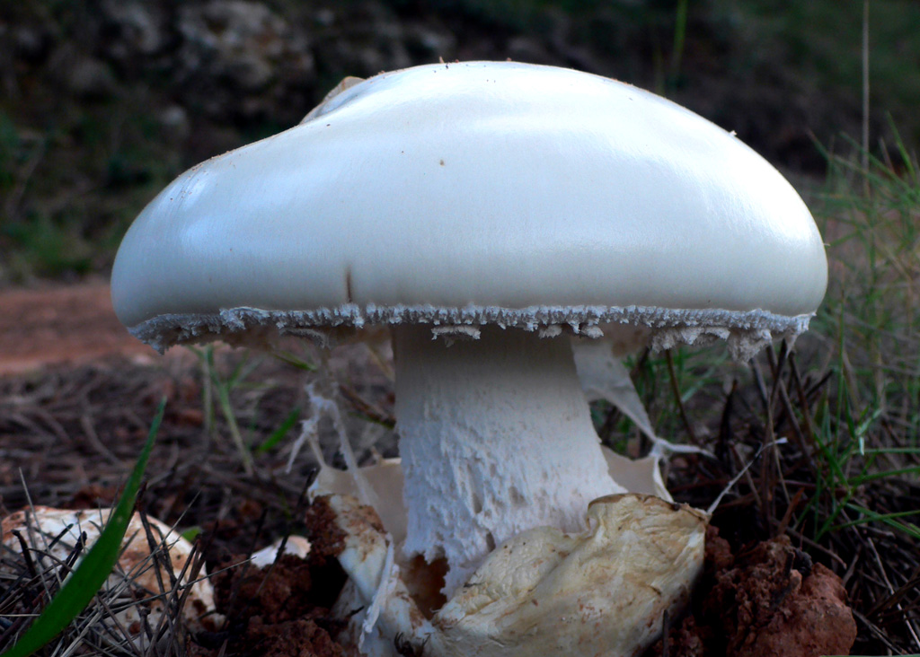 Bolets dels boscos de Montserrat