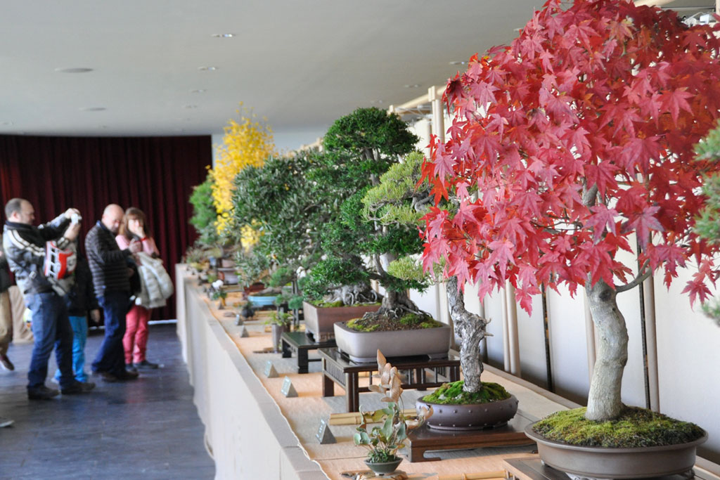 Mostra de bonsai