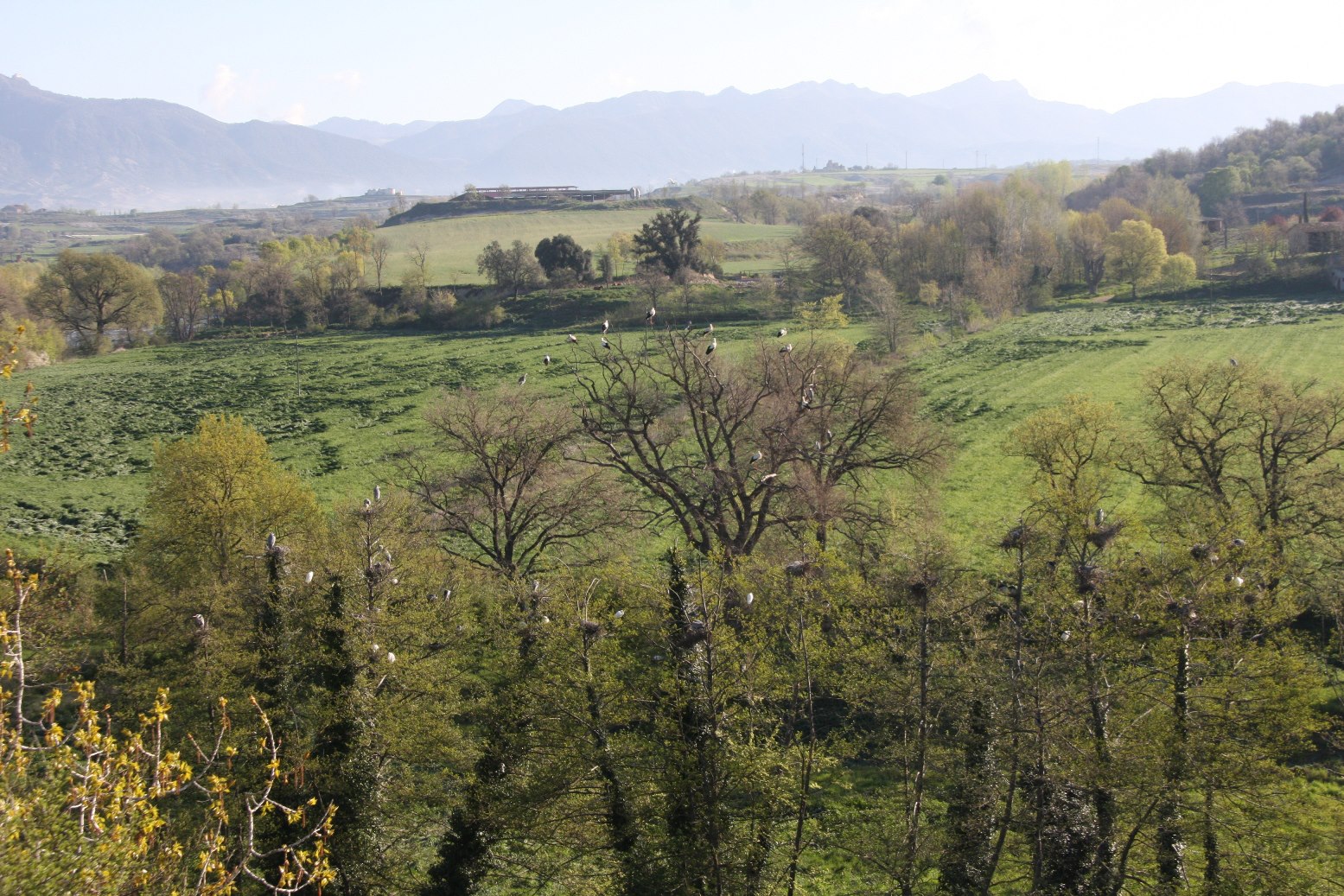 Observació d'ocells al riu Ter