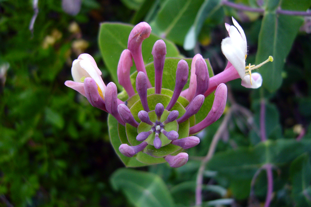 Plantes remeieres