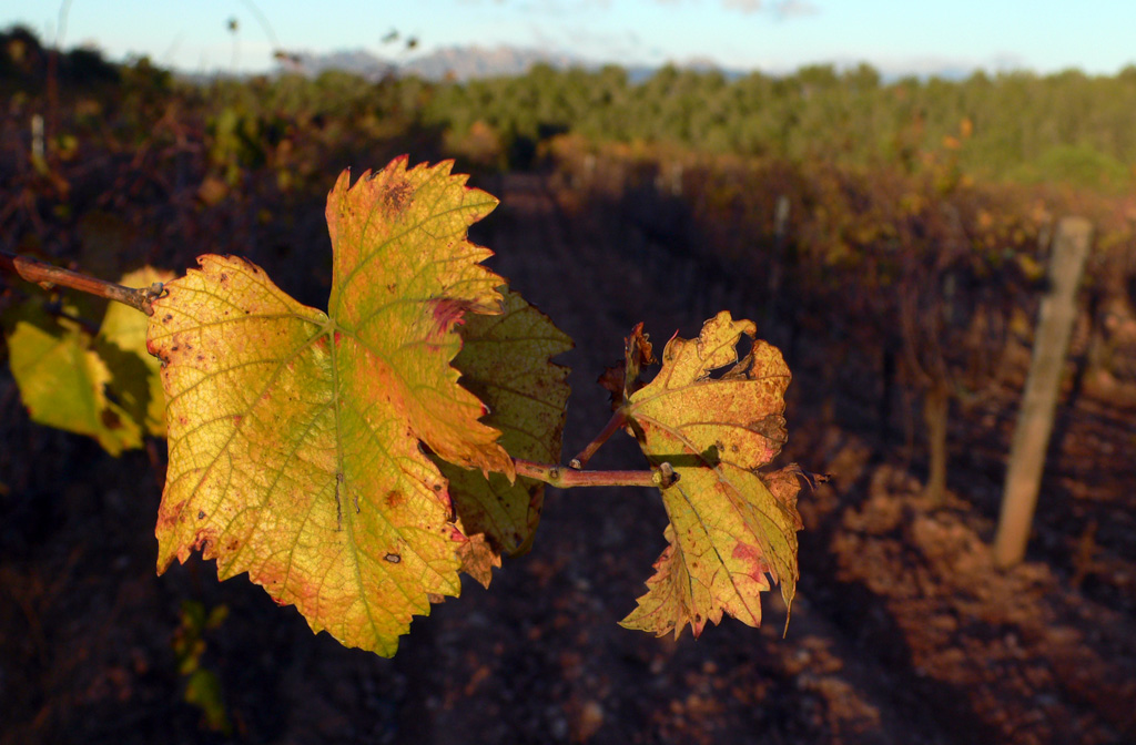 La tardor i l'hivern a la vinya