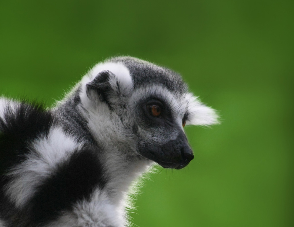 Els animals de Madagascar