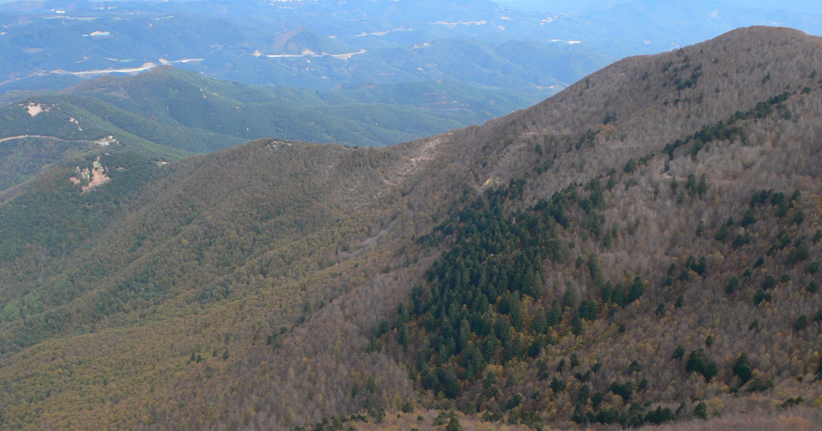 Els boscos del Montseny