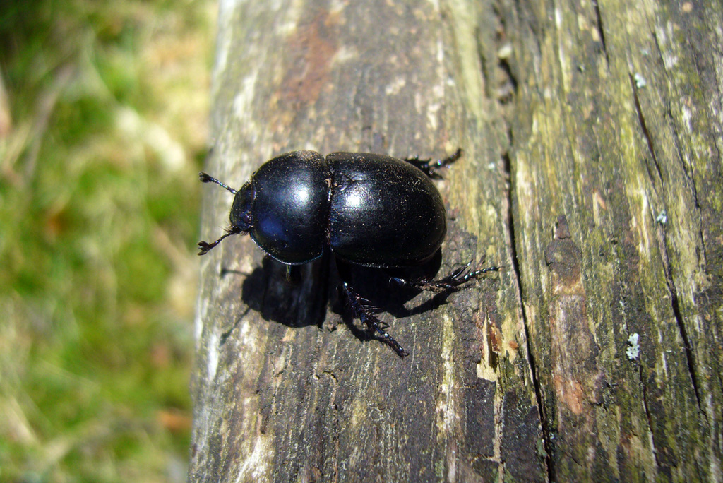 Guia de la natura de Catalunya