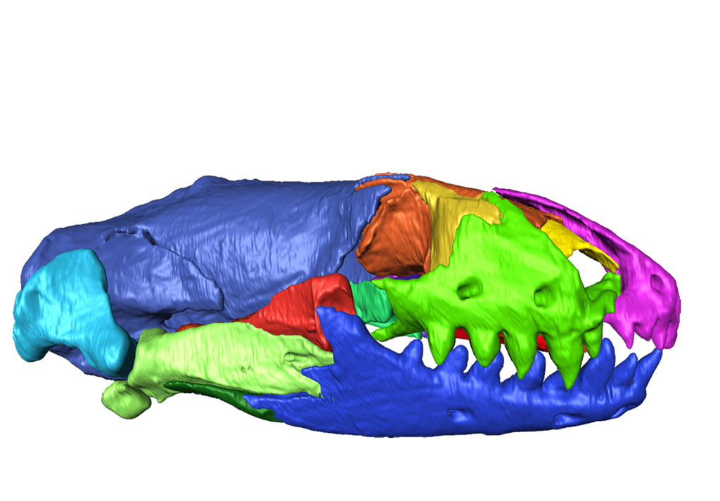 Dels fòssils al 3D