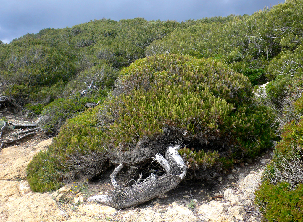 Hivern de natura amb el Gepec