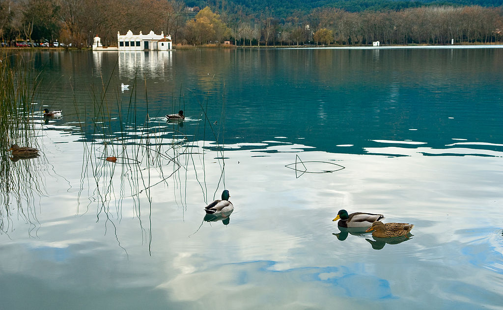 Cens d'ocells aquàtics hivernants de Banyoles