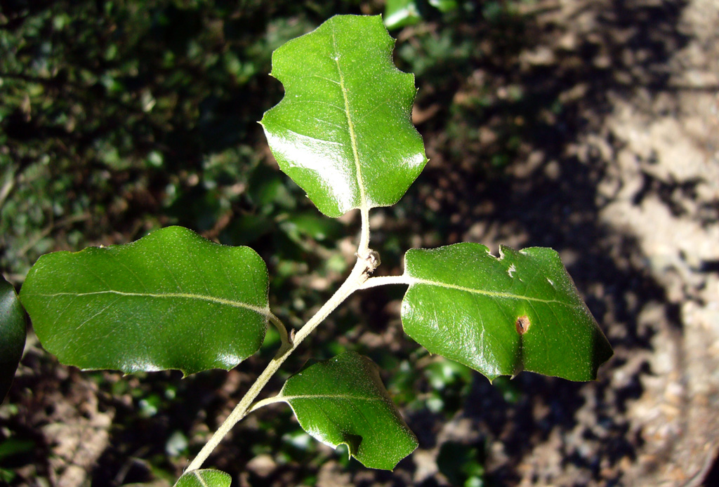 Viatge naturalista per 8 arbres mediterranis