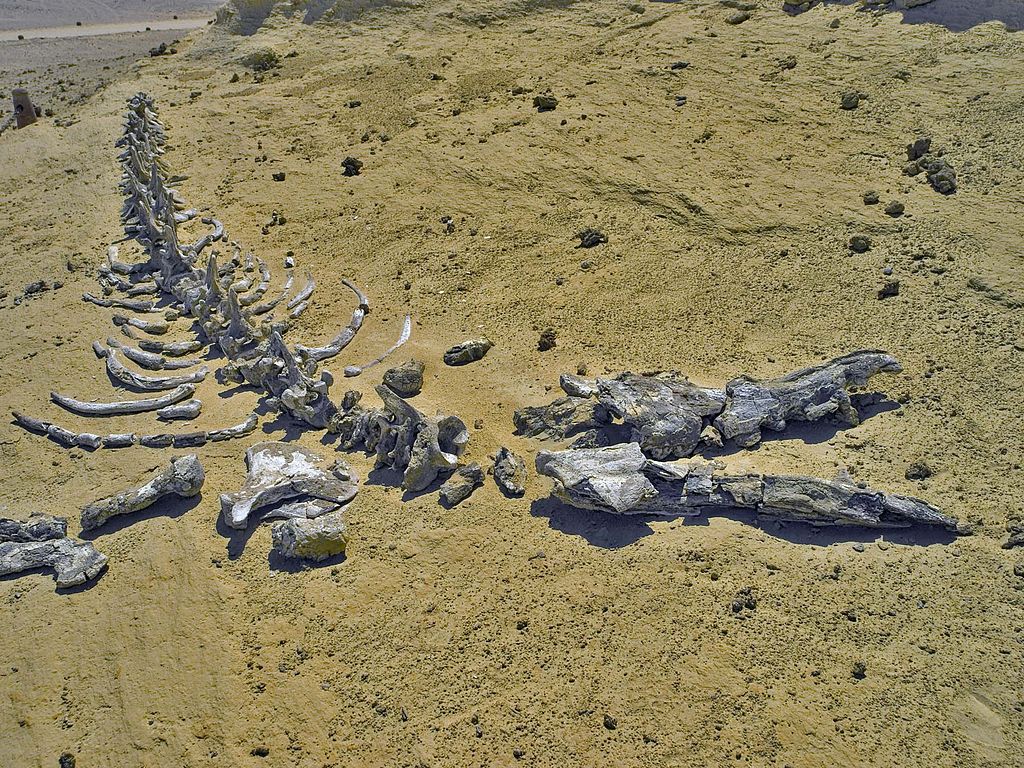 Els secrets dels fòssils de balenes