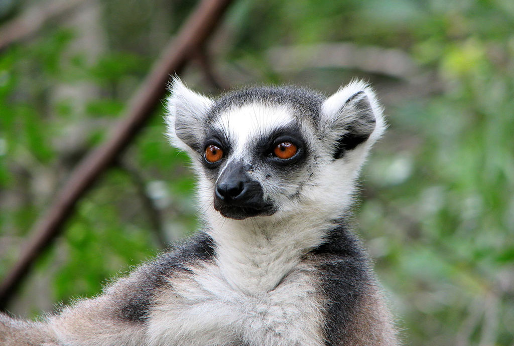 La fauna de Madagascar