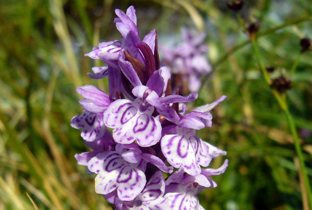 Orquídies, un món petit i fascinant