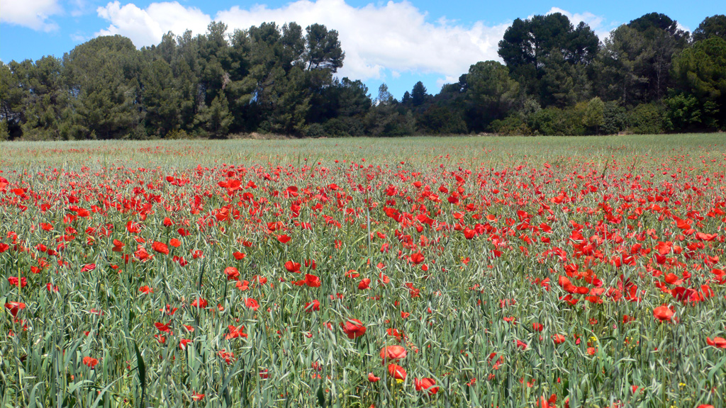 Interpretació i guiatge de natura