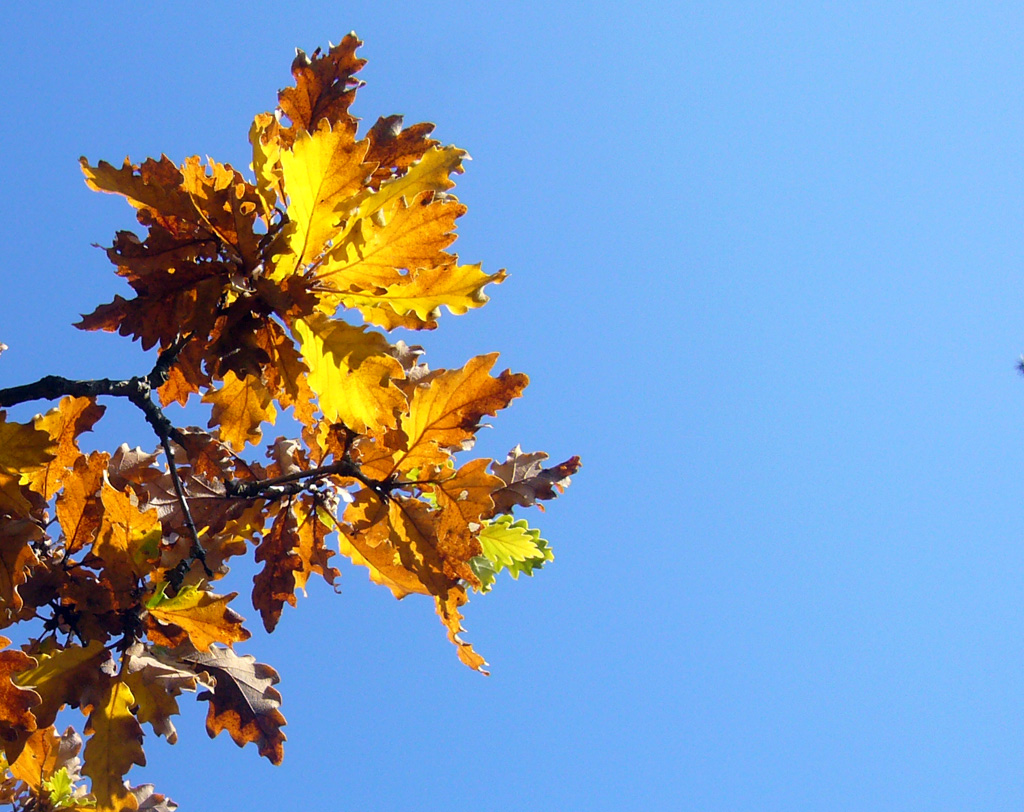 El bosc de <em>Quercus</em> a l'hivern