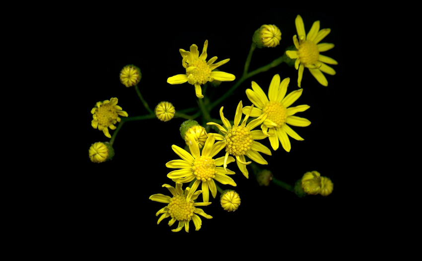 Rutes d'invasió de <em>Senecio pterophorus</em>