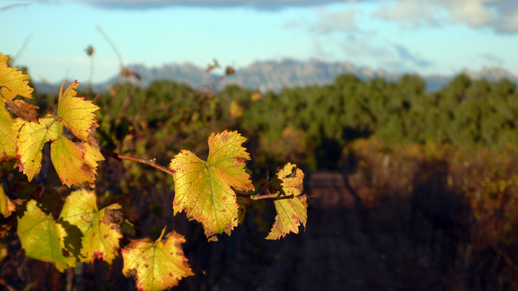 Penedès, camins de vinya