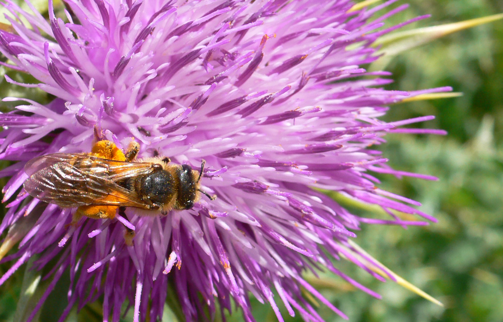 Dia de la Biodiversitat al delta del Llobregat