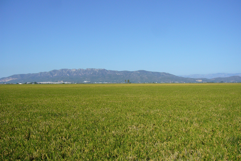 Testing de biodiversitat a les terres de l'Ebre