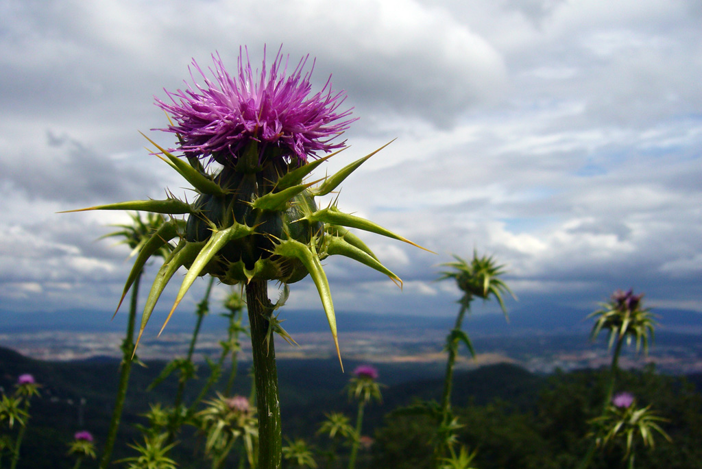 Plantes comestibles d'hivern