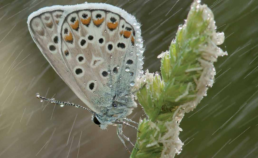 Instants de natura a Begues