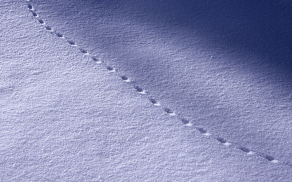 Rastres i petjades de fauna a la neu