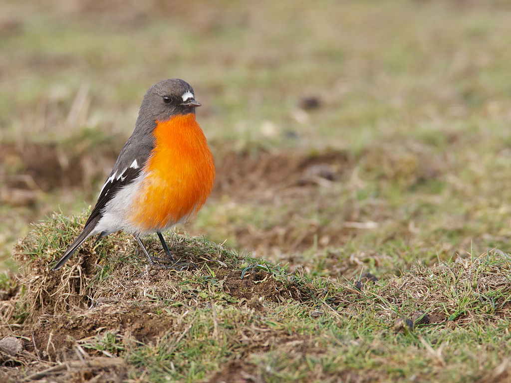 Avifauna hivernant a la plana de Gavà