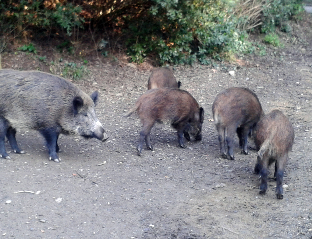 Fauna urbana i biodiversitat