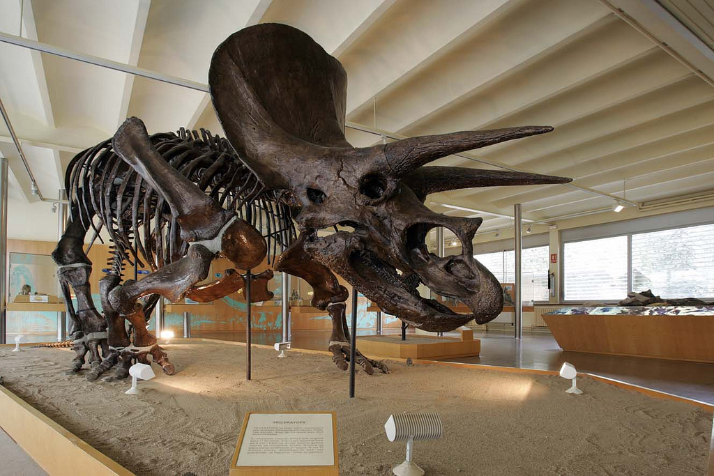 Coneix el Museu de l'ICP i el Triceratops