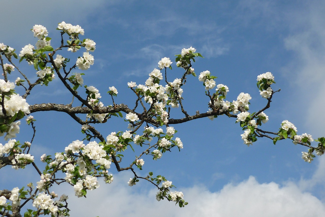 Primavera al torrent de la Betzuca