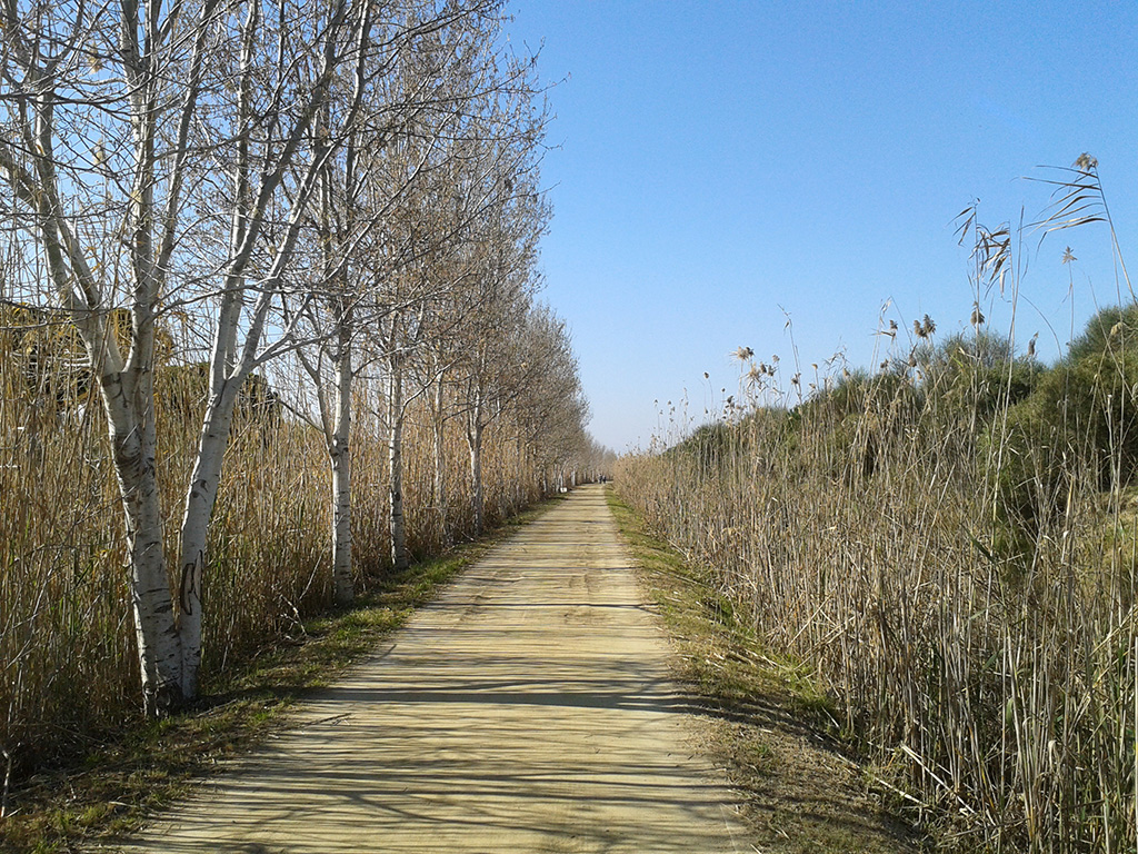 Flora del delta del Llobregat