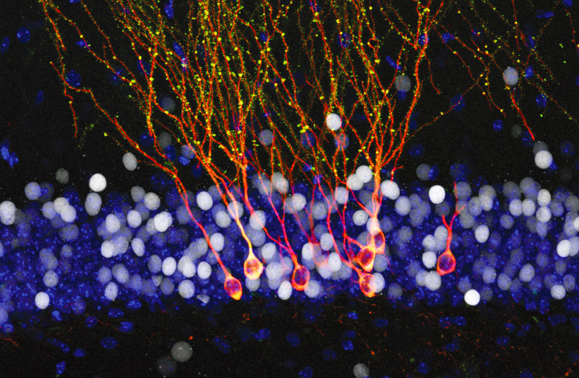 Neurociència relacions numèriques i telefonia mòbil