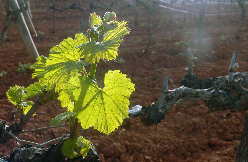 La primavera a la vinya