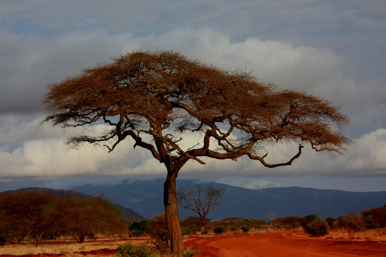 Aprenent de les experiències de conservació a l'Àfrica