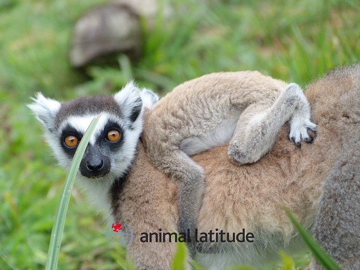 Primates de Madagascar