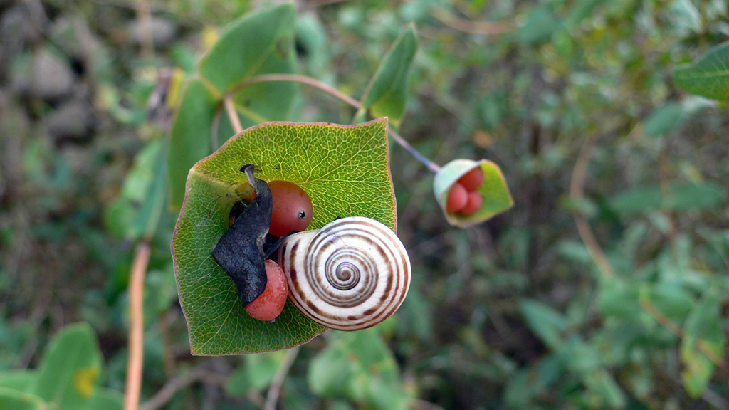 BioBlitzBcn 2015