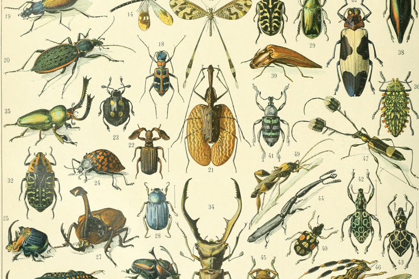 L’estudi de la metamorfosi dels insectes