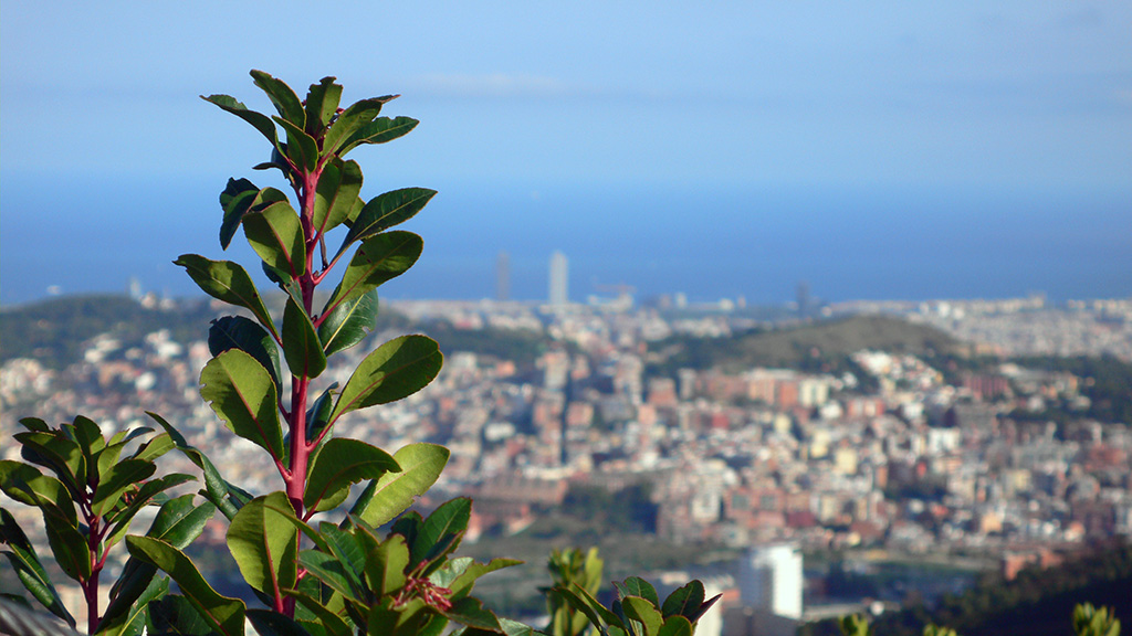 Biodiversitat botànica a Collserola