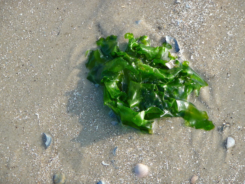 Herbes i algues comestibles en caiac