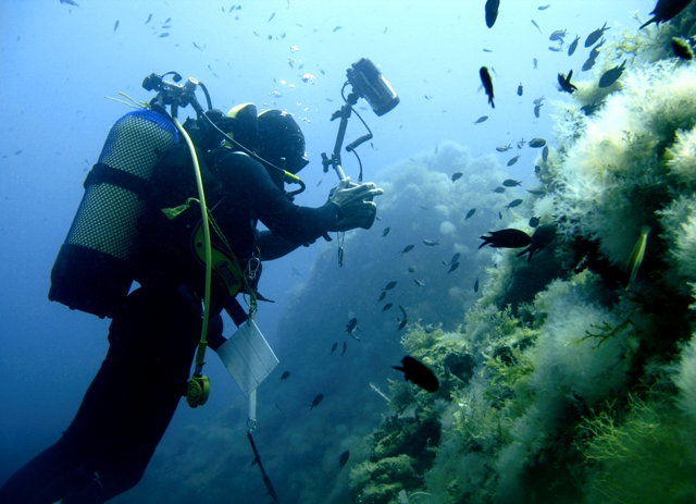 Diversitat i amenaces dels fons marins