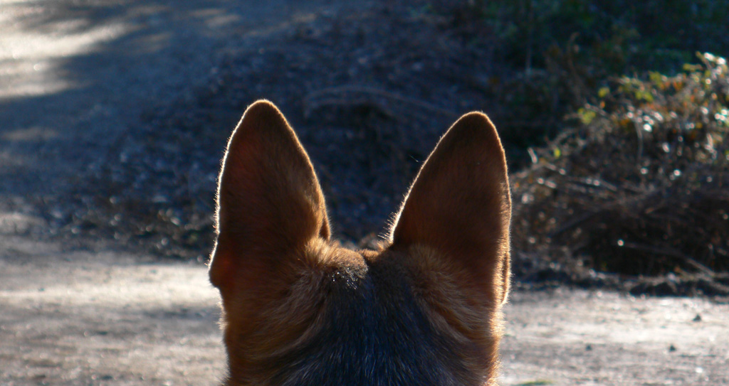 Seminaris sobre animals de companyia