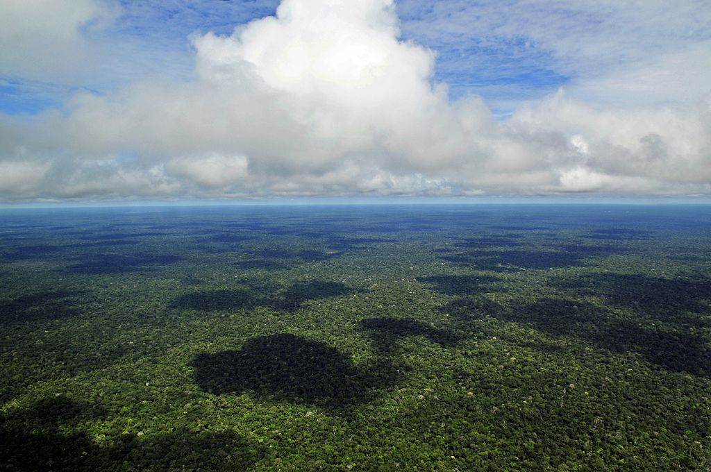 Viatge dins la selva amazònica