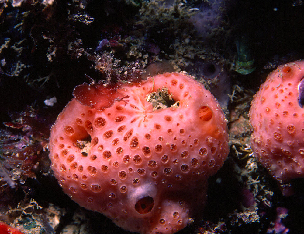 Esponges introduïdes