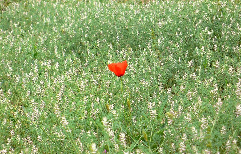 Primavera als espais naturals