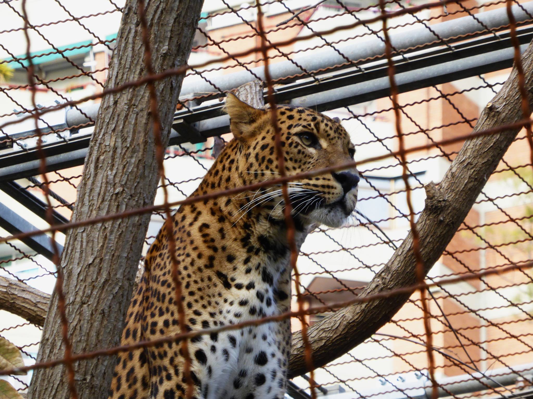 El futur dels parcs zoològics