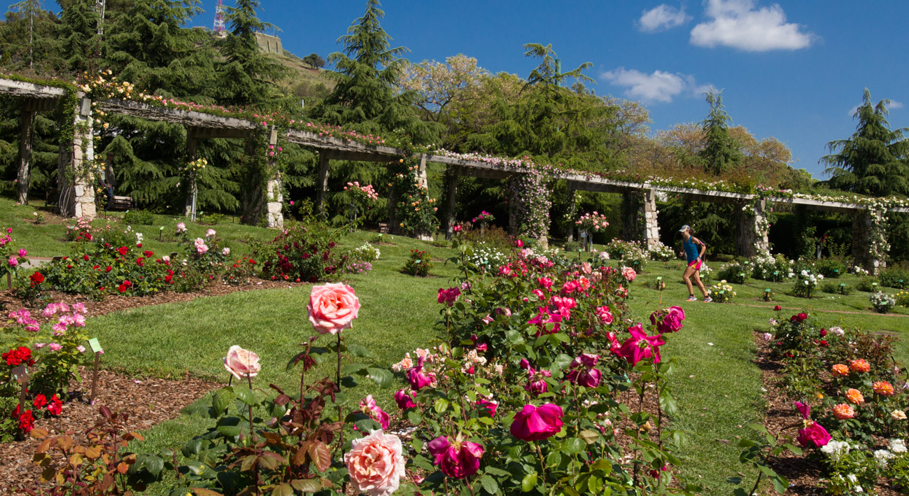 El roserar del Parc de Cervantes