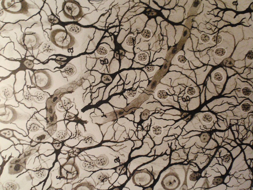 La ciència i art de Cajal